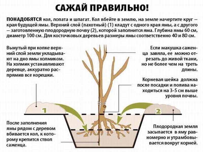 Възможно ли е да засадите череши през юли и как да го направите правилно: инструкции и съвети от опитни градинари
