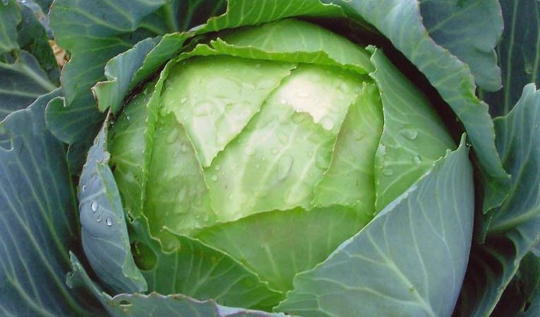 High-yielding popular variety of Amager cabbage