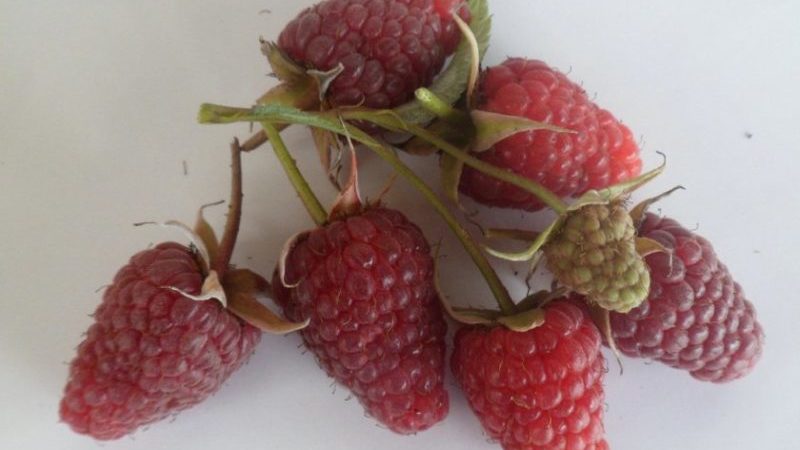 Mga katangian at paglalarawan ng pinakamahusay na mga varieties ng mga raspberry