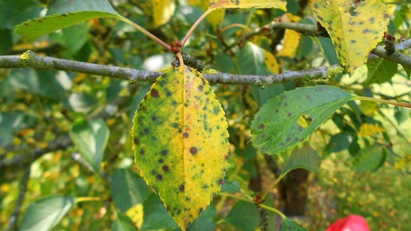 Warum Blätter einer Kirsche im Juli gelb werden und wie man einen Baum richtig behandelt
