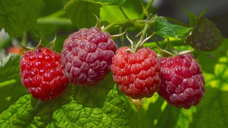 Instructions for watering raspberries in summer: frequency, abundance and methods