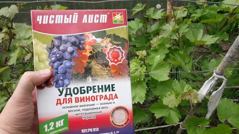 Yaz aylarında üzümlerin gerekli üst pansumanı ve tanıtımı için kurallar