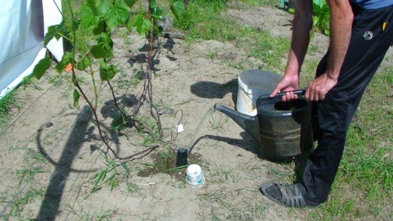 Summer grape care: essential vineyard work and advice from experienced winegrowers