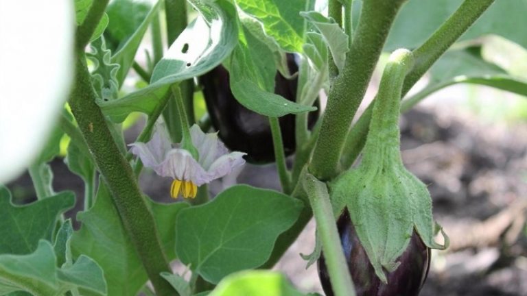What to do if eggplants are not tied in the open field and why it happens