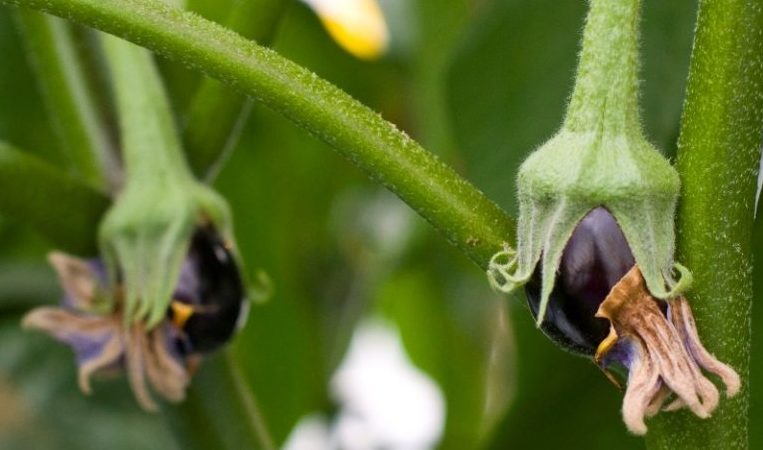 What to do if eggplants are not tied in the open field and why it happens