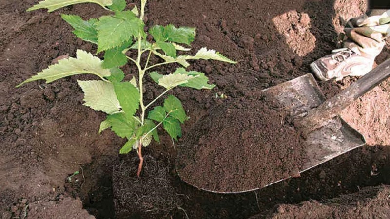 Anleitung zum richtigen Anpflanzen von Himbeeren im Sommer für Gärtneranfänger
