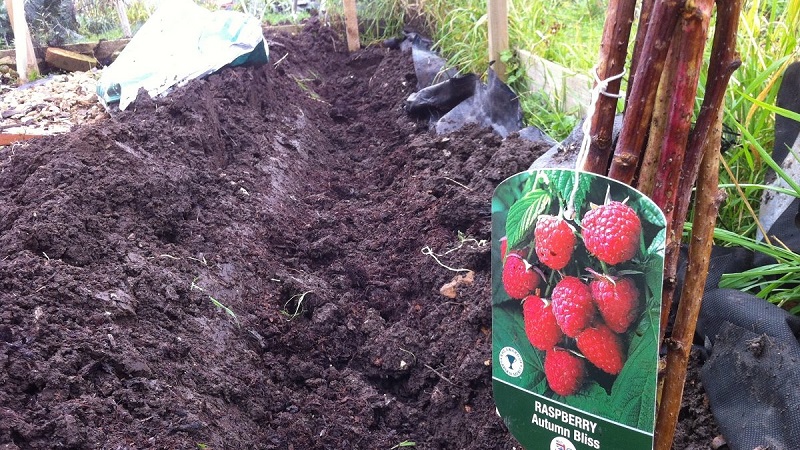 Instructions pour la plantation correcte de framboises en été pour les jardiniers débutants