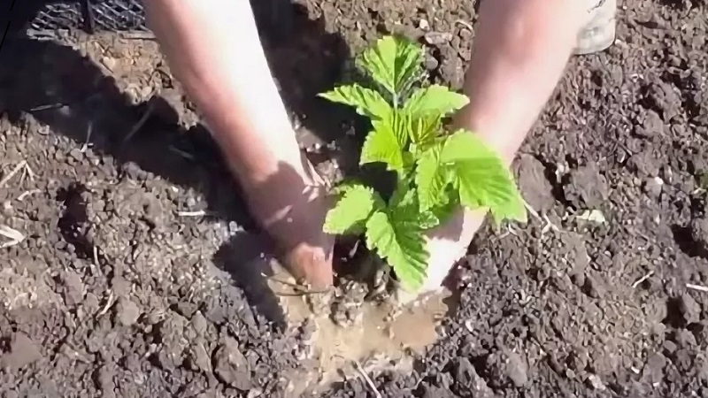 Instrucciones para la plantación correcta de frambuesas en verano para jardineros principiantes.