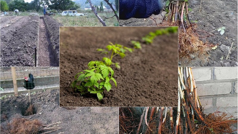 Anleitung zum richtigen Anpflanzen von Himbeeren im Sommer für Gärtneranfänger