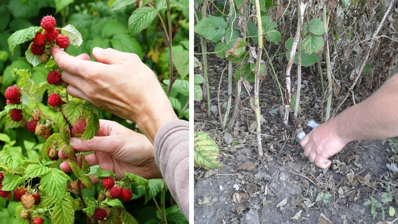 Como e quando podar framboesas no verão após a frutificação: instruções para jardineiros iniciantes
