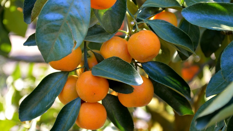 Ano ang pangalan ng pinaghalong orange at tangerine, at kung ano ang mayroon pang mga sitrus na umiiral