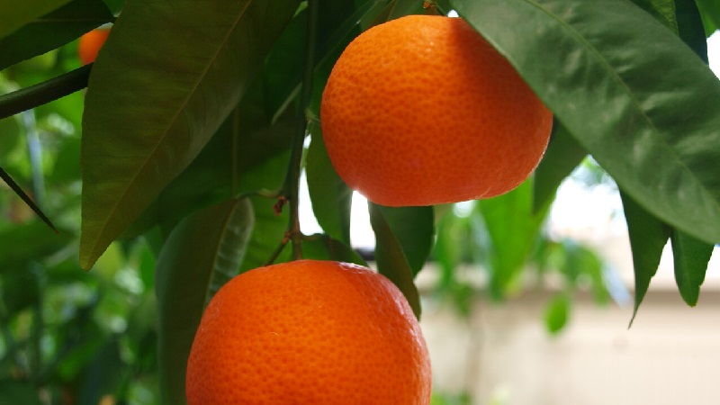 Ano ang pangalan ng pinaghalong orange at tangerine, at kung ano ang mayroon pang mga sitrus na umiiral