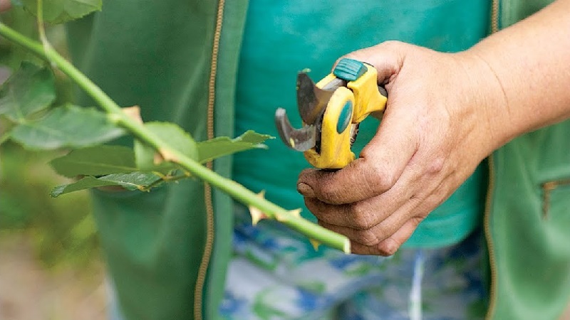 How to properly cut roses in summer in July: step by step instructions