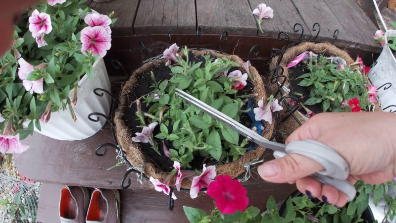 Cultivo de petúnias ampelous e cuidado: beliscar por uma floração exuberante