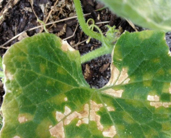 Why do brown spots appear on cucumber leaves and what to do to get rid of them