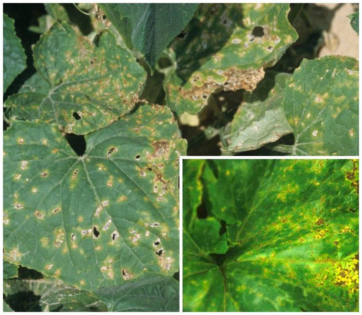 Why do brown spots appear on cucumber leaves and what to do to get rid of them