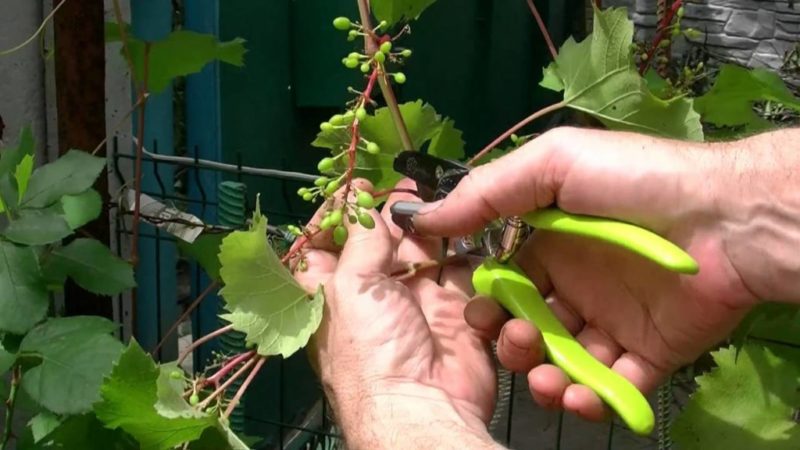 Ağustos ayında üzümlerin olgunlaşmasını hızlandırmak mümkün mü ve nasıl yapılır
