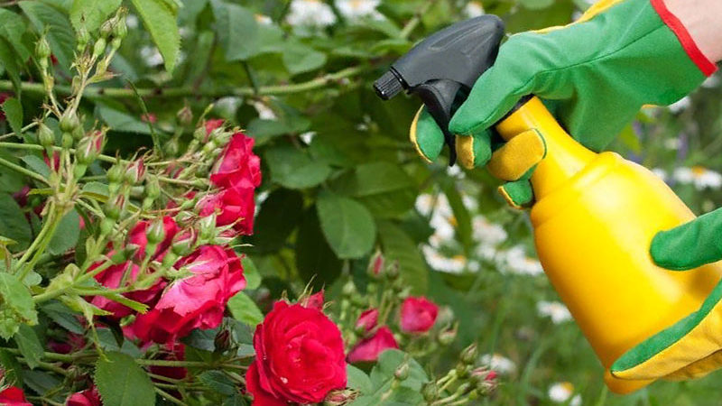 How and what to feed roses in July for lush bloom