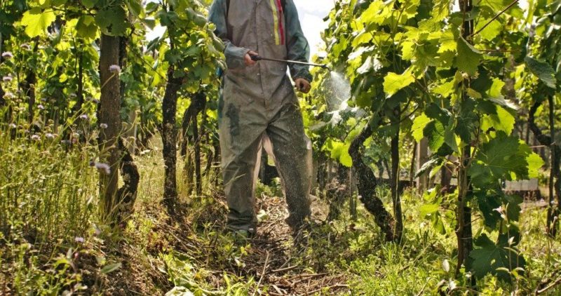 Mga Gabay sa Pag-aalaga ng Grape ng Agosto at Mga Tip mula sa nakaranas ng mga Winegrowers