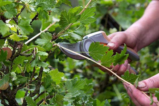 How to properly prune currants in the summer and what is it for