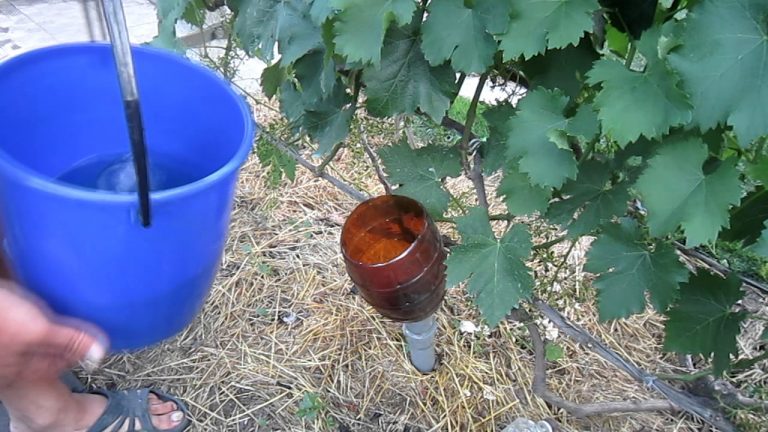 Ağustos ayında üzüm nasıl ve ne beslenir: şarap üreticilerinden en iyi beslenme ve ipuçları