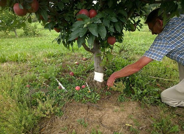 De tuin correct bemesten: hoe voer je in juli een appelboom voor een goede oogst