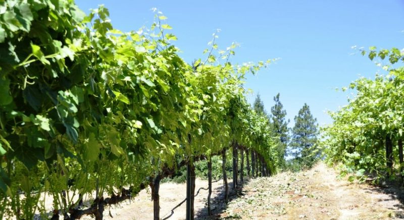 How to properly care for grapes in July: what to do, tips for novice winegrowers