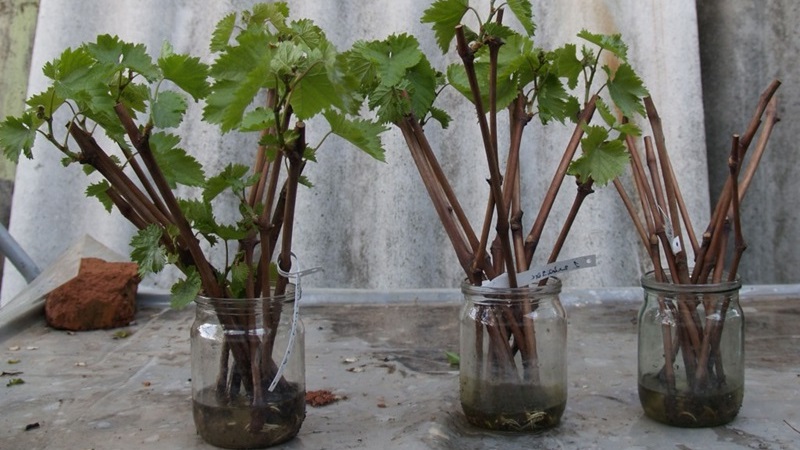 Step-by-step guide to propagating currant cuttings in summer