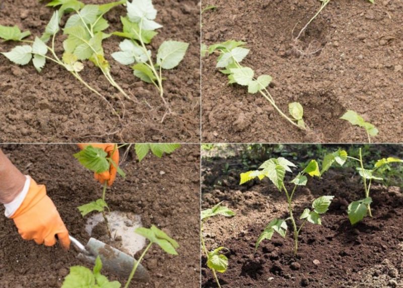Instruções para criar framboesas no verão por meio de estacas para jardineiros iniciantes
