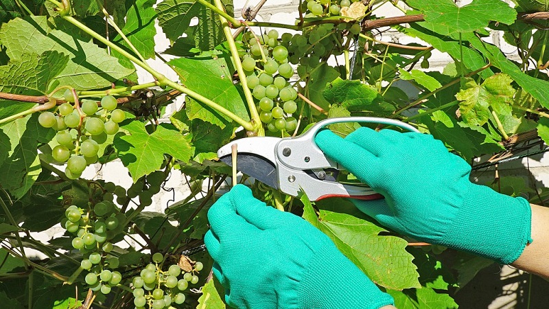 Isang gabay sa pag-pruning ng ubas noong Agosto sa rehiyon ng Moscow para sa mga nagsisimula na winegrower
