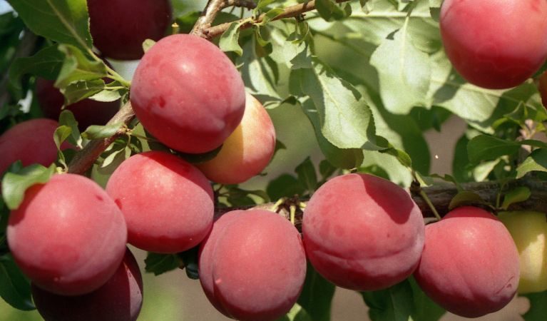 Proč je odrůda třešňových švestek July Rose dobrá a proč stojí za to pěstovat