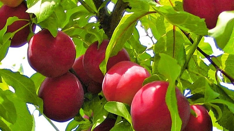 Perché la varietà di prugne ciliegia July Rose è buona e perché vale la pena coltivarla