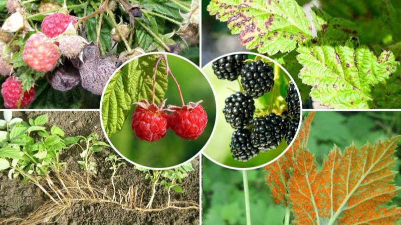 Raspberry Care Guide After Harvesting July
