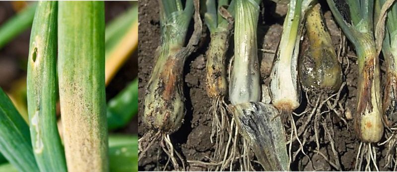 What to do if the onion rots in the garden and why it happens