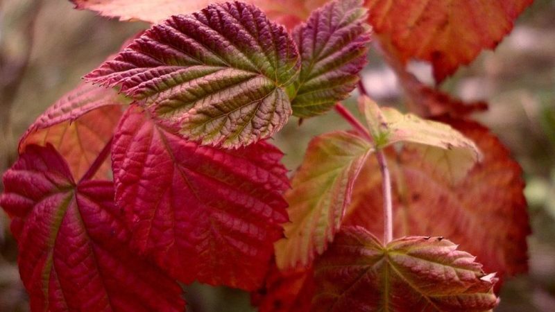 Folhas de framboesa ficam vermelhas em junho: por que isso está acontecendo e o que fazer a respeito