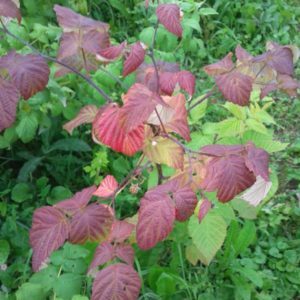 Folhas de framboesa ficam vermelhas em junho: por que isso está acontecendo e o que fazer a respeito