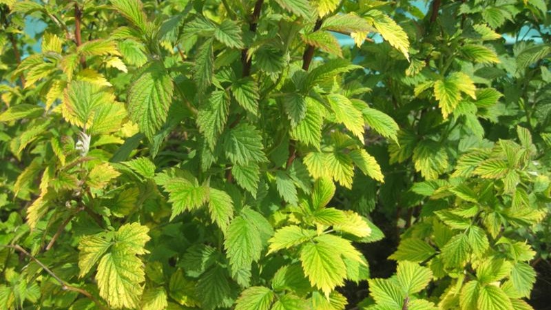 Raspberry leaves turn yellow in summer: what to do and why it happens