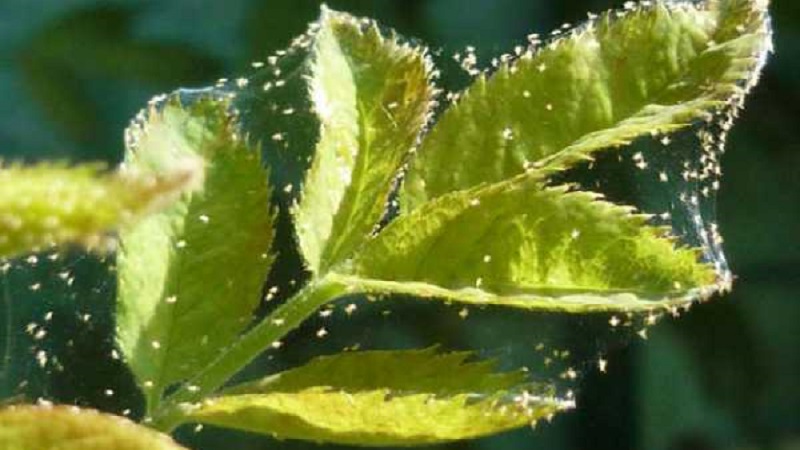 Ahududu yaprakları yaz aylarında sararır: ne yapmalı ve neden olur