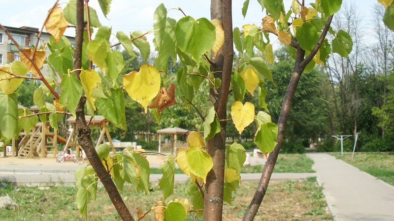 Appelbladeren worden geel in juni: wat te doen en waarom het gebeurt - een gids voor tuinders