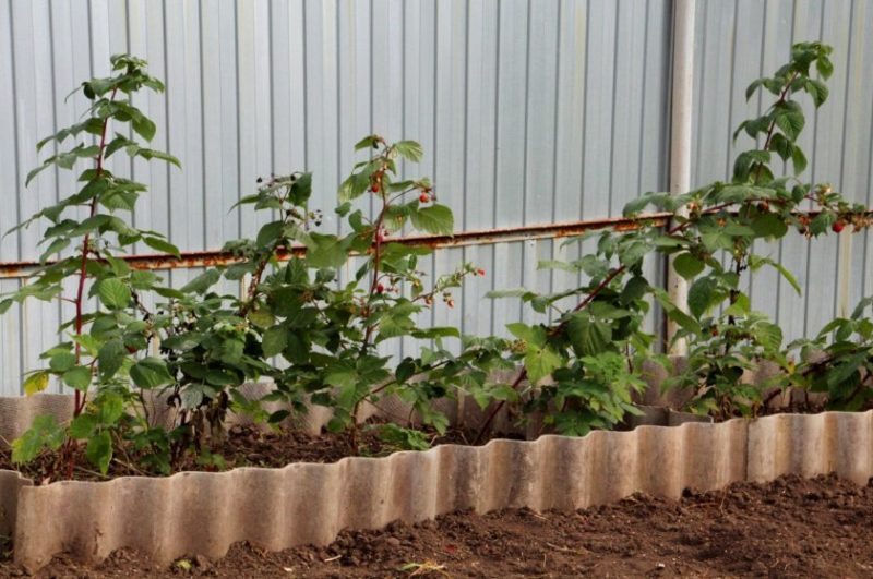 Instructions pour l'élevage de framboises en été par boutures pour les jardiniers débutants