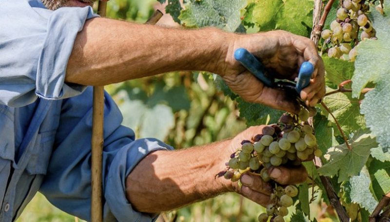 Mga Gabay sa Pag-aalaga ng Grape ng Agosto at Mga Tip mula sa nakaranas ng mga Winegrowers