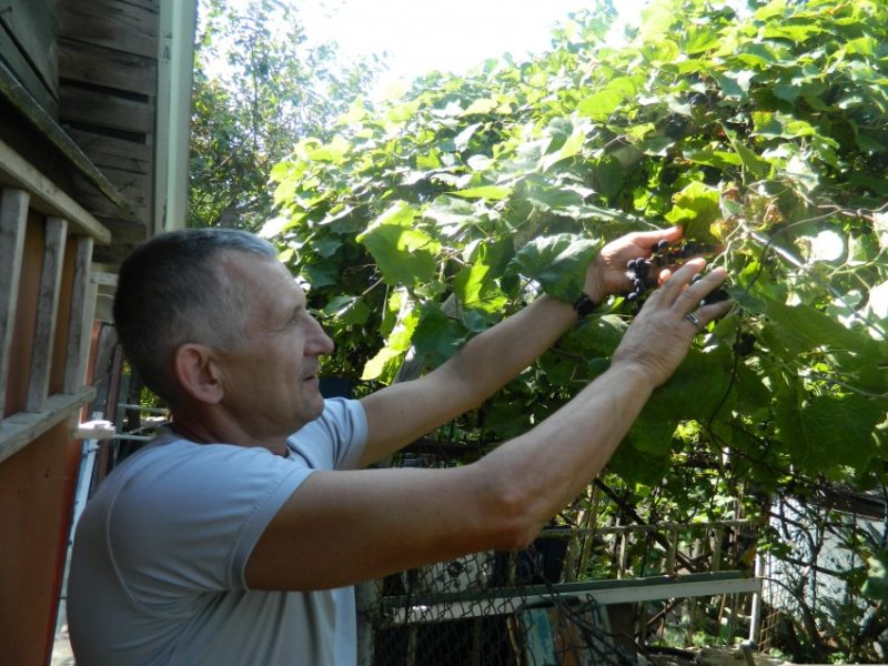 Quais cuidados com a uva são necessários em junho e como realizá-los adequadamente