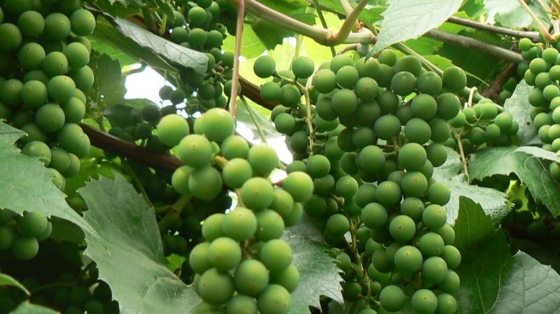 Ağustos ayında üzümlerin olgunlaşmasını hızlandırmak mümkün mü ve nasıl yapılır