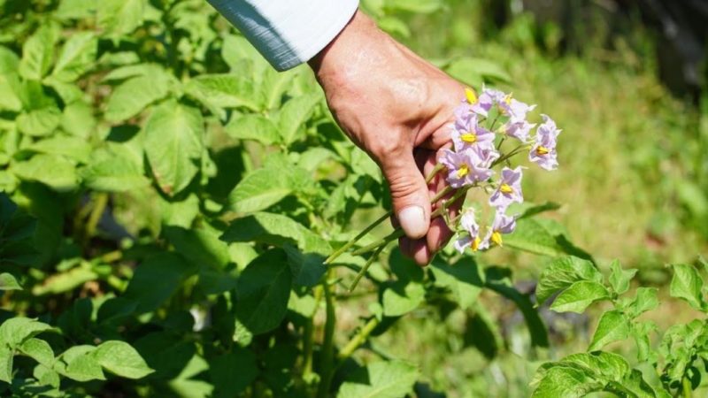Astuces de vie d'agriculteurs expérimentés: pourquoi cueillir des fleurs de pommes de terre et qu'est-ce que cela donne
