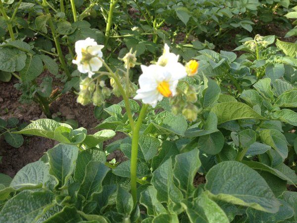 Trucos de vida de agricultores experimentados: por qué recoger flores de las patatas y qué aporta