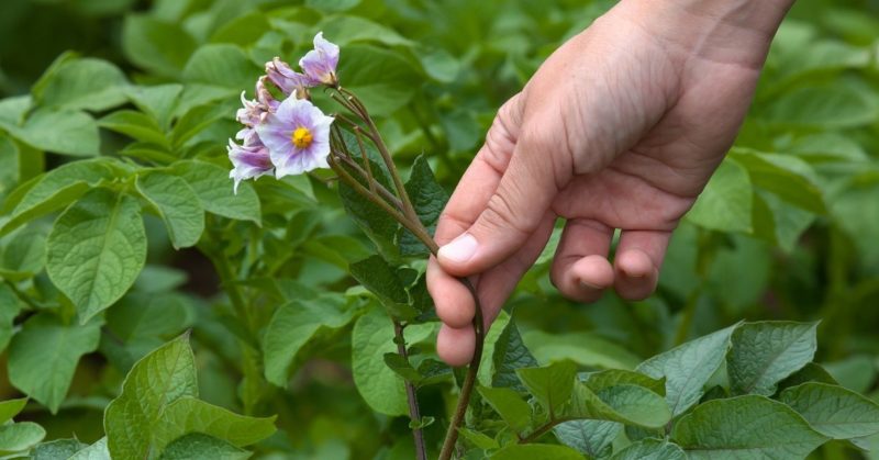 Dicas de vida de agricultores experientes: por que colher flores de batatas e o que isso dá