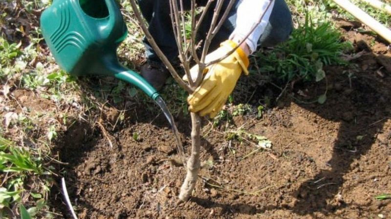 Instructions pour la transplantation de cerises en été dans un autre endroit pour les jardiniers novices