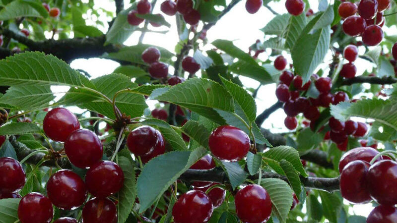 Съвместимост с цариградско грозде с касис и други култури в градината