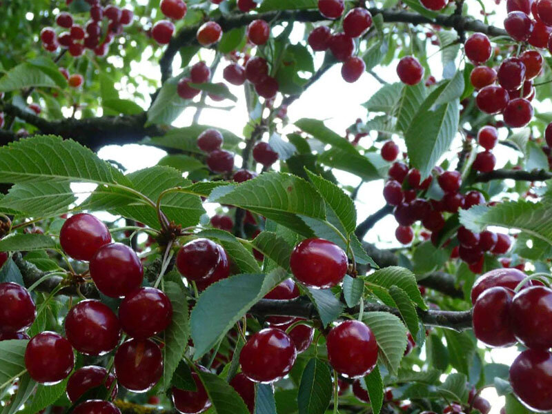 Instructions for transplanting cherries in the summer to another place for novice gardeners