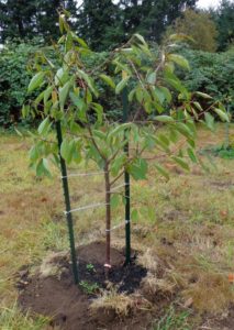 Instructions for transplanting cherries in the summer to another place for novice gardeners